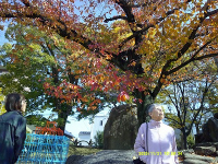 11���̃z�[���̗l�q