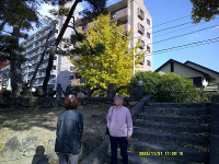 11���̃z�[���̗l�q