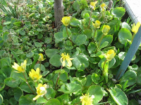 2���̃z�[���̗l�q